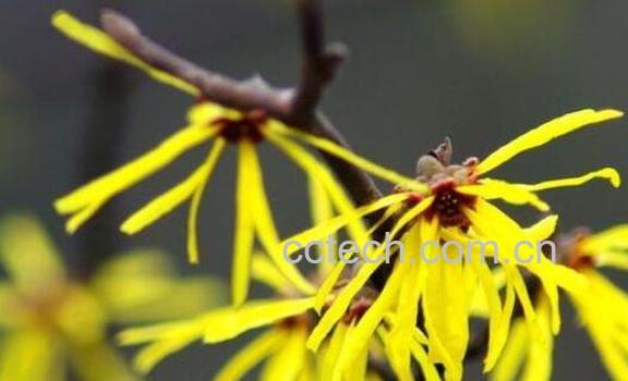 金缕梅的功效与作用 金缕梅对皮肤的作用-1