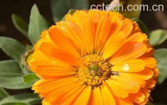 金盏花的功效与作用 金盏花的副作用-0