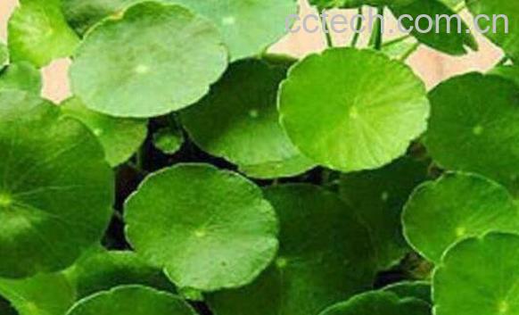 金钱草怎么养殖 金钱草的养殖方法和注意事项-1