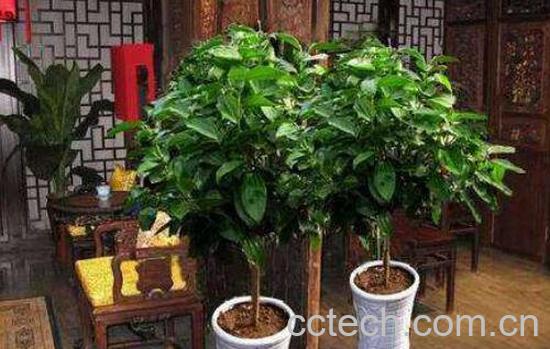 平安树怎么养殖 平安树的养殖方法和注意事项-0