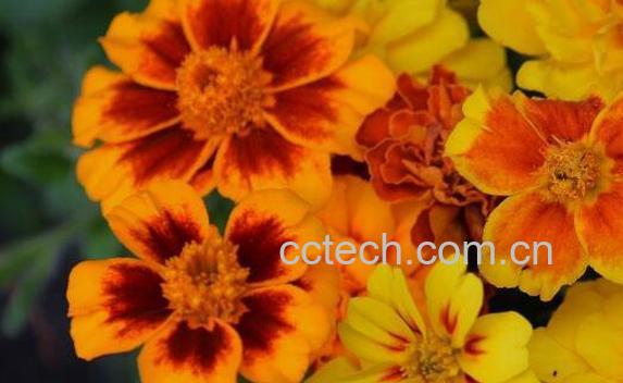 金盏花的功效与作用 金盏花的副作用-1