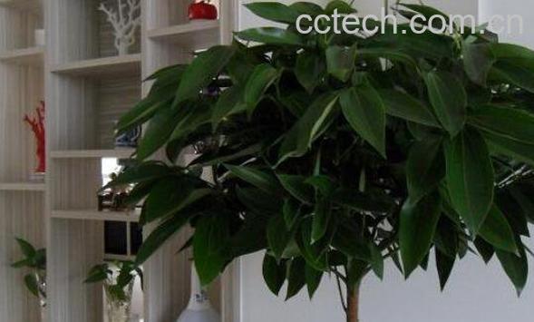 平安树怎么养殖 平安树的养殖方法和注意事项-1