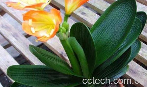 君子兰的养殖方法 养殖君子兰的注意事项-0