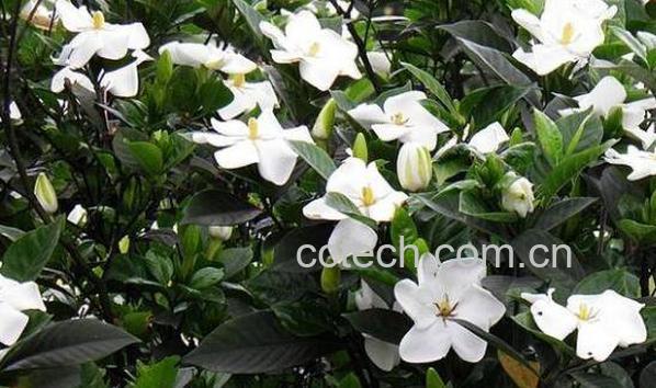 栀子花怎么养殖 栀子花的养殖方法和注意事项-0