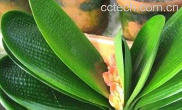 君子兰的养殖方法 养殖君子兰的注意事项-1