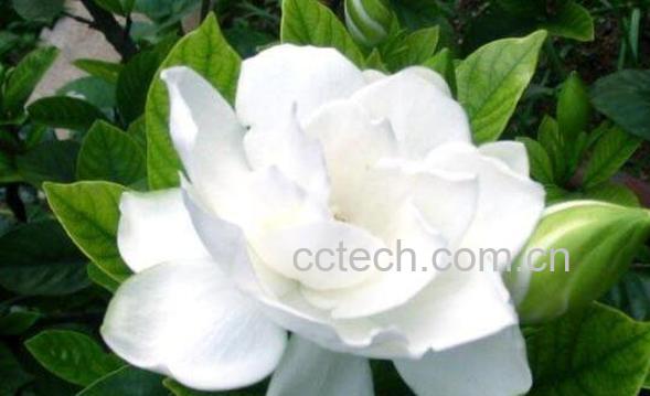 栀子花怎么养殖 栀子花的养殖方法和注意事项-1