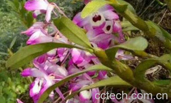 金钗石斛如何种 金钗石斛的种植技术-0