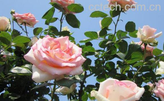 月季怎么养 月季的养殖方法和注意事项-0