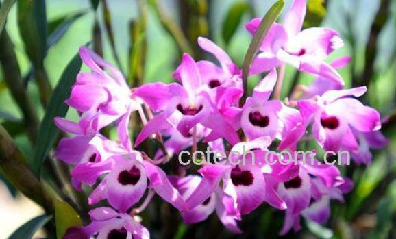 金钗石斛如何种 金钗石斛的种植技术-1