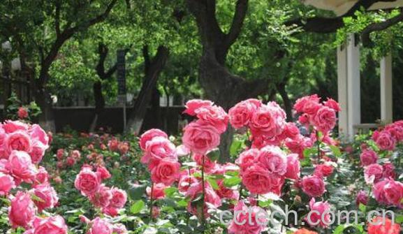 月季怎么养 月季的养殖方法和注意事项-1