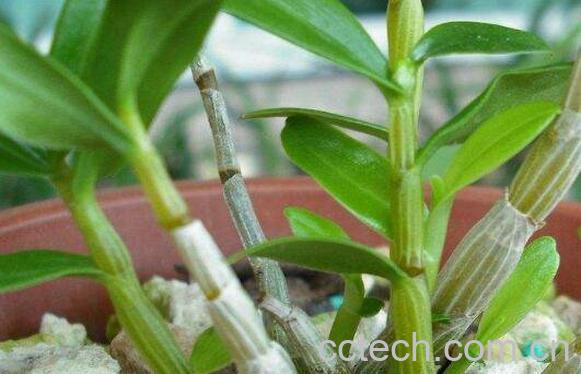  铁皮石斛苗怎么种植-0