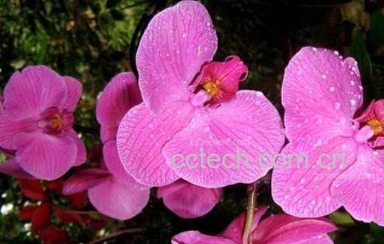 蝴蝶兰怎么养 养殖蝴蝶兰的注意事项-0