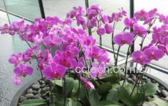蝴蝶兰怎么养 养殖蝴蝶兰的注意事项-1