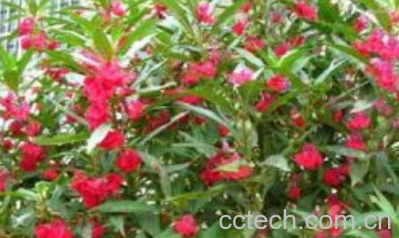 凤仙花怎么养 凤仙花的养殖方法和注意事项-0