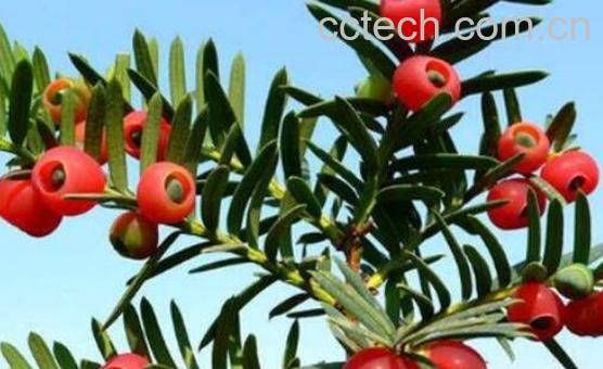 红豆杉的功效与作用及药用价值-0