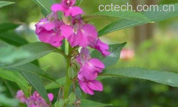 凤仙花怎么养 凤仙花的养殖方法和注意事项-1