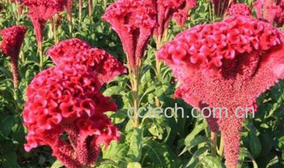  鸡冠花怎么养 鸡冠花的养殖方法和注意事项-0