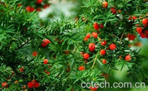 红豆杉的功效与作用及药用价值-1