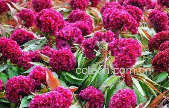  鸡冠花怎么养 鸡冠花的养殖方法和注意事项-1