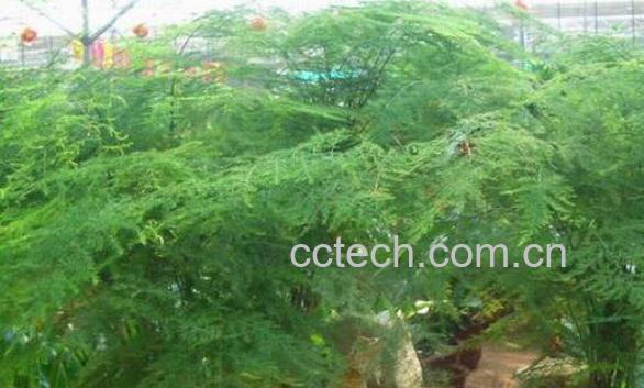 文竹怎么养殖 文竹的养殖方法和注意事项-0