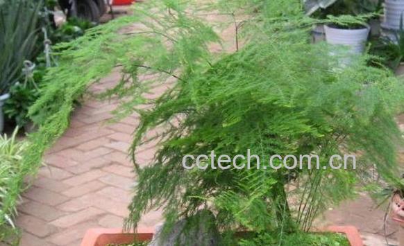 文竹怎么养殖 文竹的养殖方法和注意事项-1