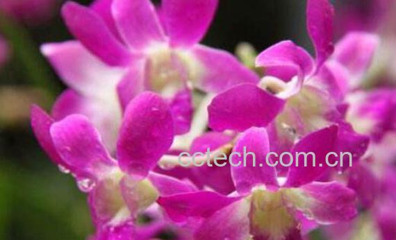 石斛兰的功效与作用-0