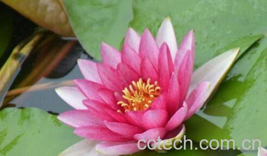 睡莲怎么养 睡莲的养殖方法和注意事项-0