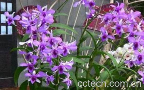 石斛兰的功效与作用-1