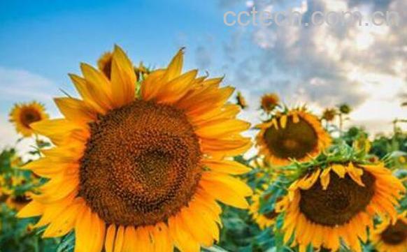 太阳花图片 太阳花的养殖方法和注意事项-0