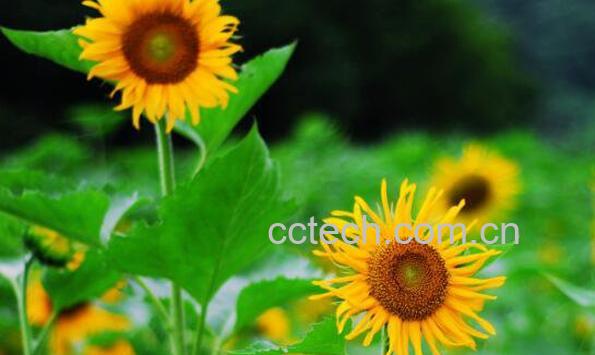 太阳花图片 太阳花的养殖方法和注意事项-1