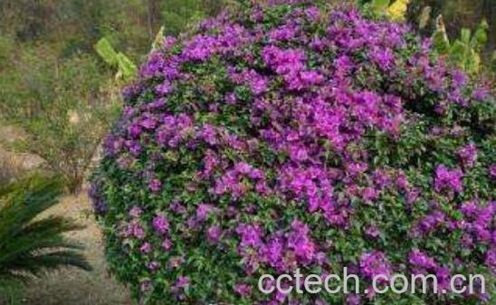 三角梅怎么养 养殖三角梅的注意事项-0