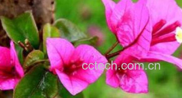 三角梅怎么养 养殖三角梅的注意事项-1