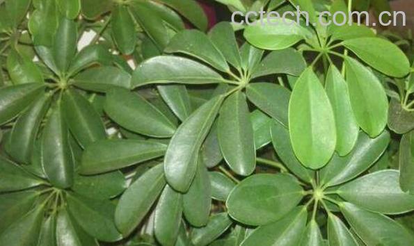 鹅掌木怎么养 鹅掌木的养殖方法和注意事项-0