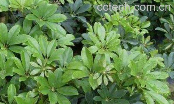 鹅掌木怎么养 鹅掌木的养殖方法和注意事项-1