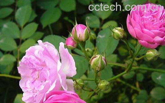 蔷薇怎么养 蔷薇的养殖方法和注意事项-0