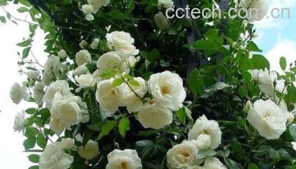 蔷薇怎么养 蔷薇的养殖方法和注意事项-1