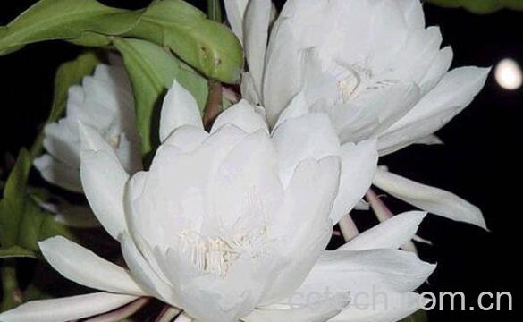 昙花怎么养殖 昙花的养殖方法和注意事项-1