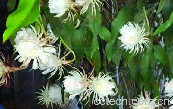 昙花怎么养殖 昙花的养殖方法和注意事项-0