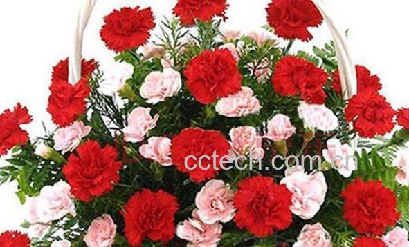 康乃馨怎么养殖 康乃馨的养殖方法和注意事项-0