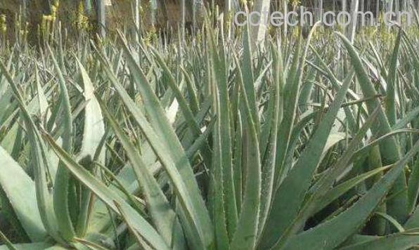 大芦荟怎么养殖 大芦荟的养殖方法和注意事项-0