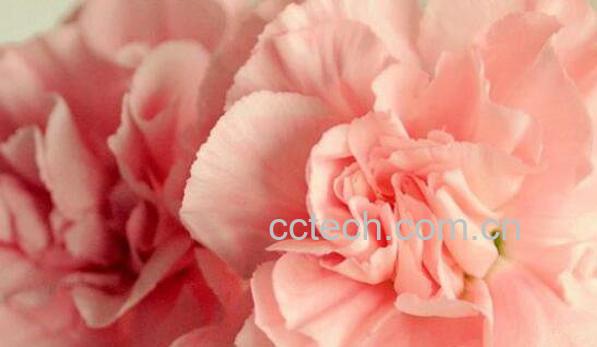 康乃馨怎么养殖 康乃馨的养殖方法和注意事项-1