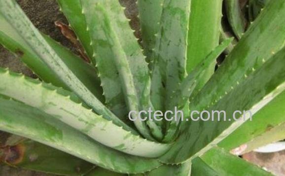大芦荟怎么养殖 大芦荟的养殖方法和注意事项-1