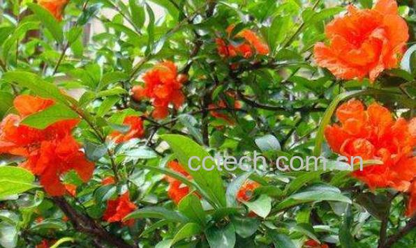 石榴花怎么养殖 石榴花的养殖方法-0