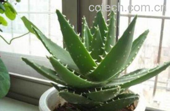 芦荟怎么养殖 芦荟的养殖方法教程-0