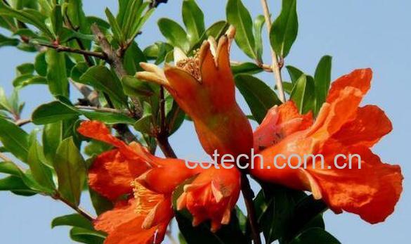 石榴花怎么养殖 石榴花的养殖方法-1