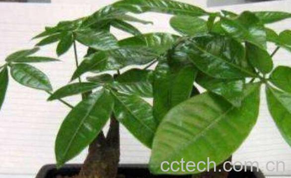 发财树怎么繁殖 发财树叶子发黄怎么办-1