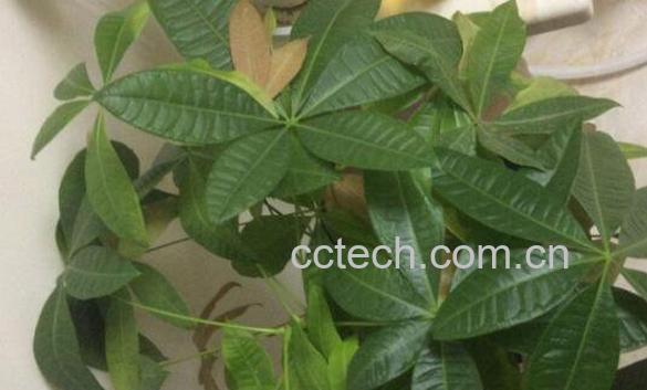 发财树怎么繁殖 发财树叶子发黄怎么办-0