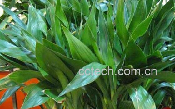 富贵竹的叶子发黄怎么办-1