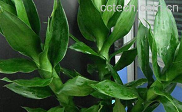 富贵竹的叶子发黄怎么办-0