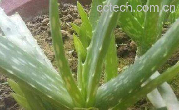 芦荟叶子能插活吗 芦荟扦插养殖方法步骤-0